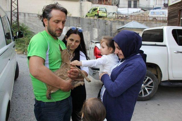 Yaralı Dağ Ke&ccedil;isi Artvin&rsquo;den Kafkas &Uuml;niversitesi Veteriner Hekimliği Fak&uuml;ltesi&rsquo;ne Sevk Edildi 1