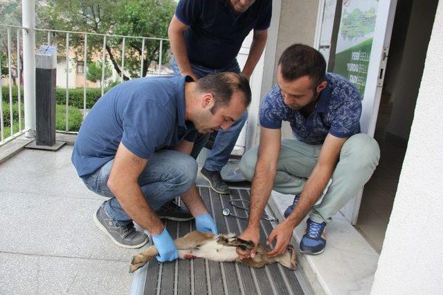 Yaralı Dağ Ke&ccedil;isi Artvin&rsquo;den Kafkas &Uuml;niversitesi Veteriner Hekimliği Fak&uuml;ltesi&rsquo;ne Sevk Edildi 2