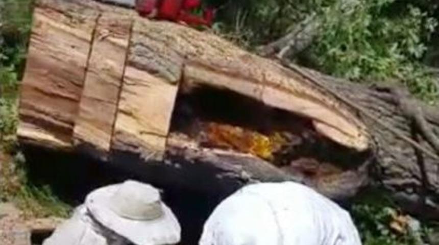 Kesilen Ağa&ccedil;tan 30 Kilo Bal &Ccedil;ıktı