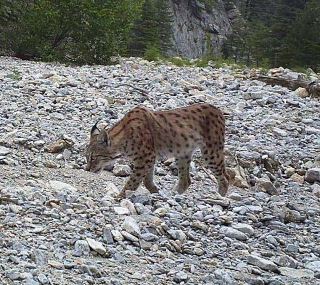 Amanos Dağları'ndaki Doğal Hazinelere Terör Yüzünden Ulaşılamıyor