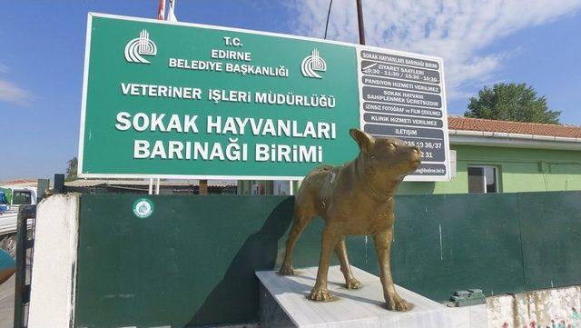 Edirne Hayvan Barınağında Canlı Yayın