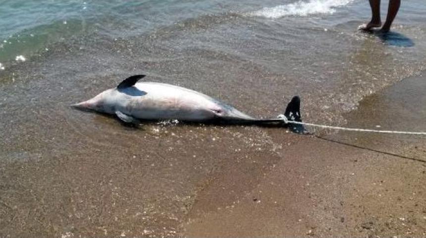 Sahilde &Ouml;l&uuml; Yunus Bulundu