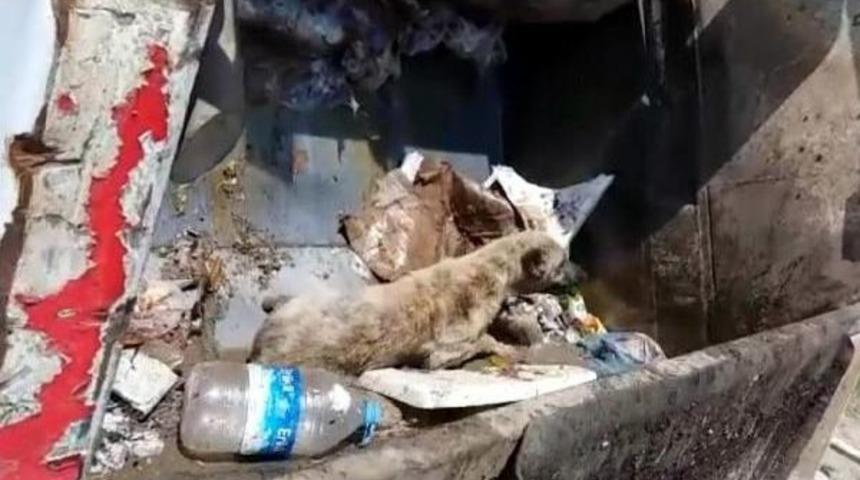 Yaralı K&ouml;peğin &Ccedil;&ouml;p Kamyonunda Taşınmasına Tepki