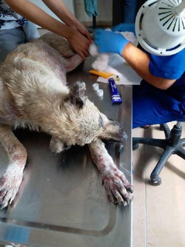 Yaralı K&ouml;peğin &Ccedil;&ouml;p Kamyonunda Taşınmasına Tepki 3