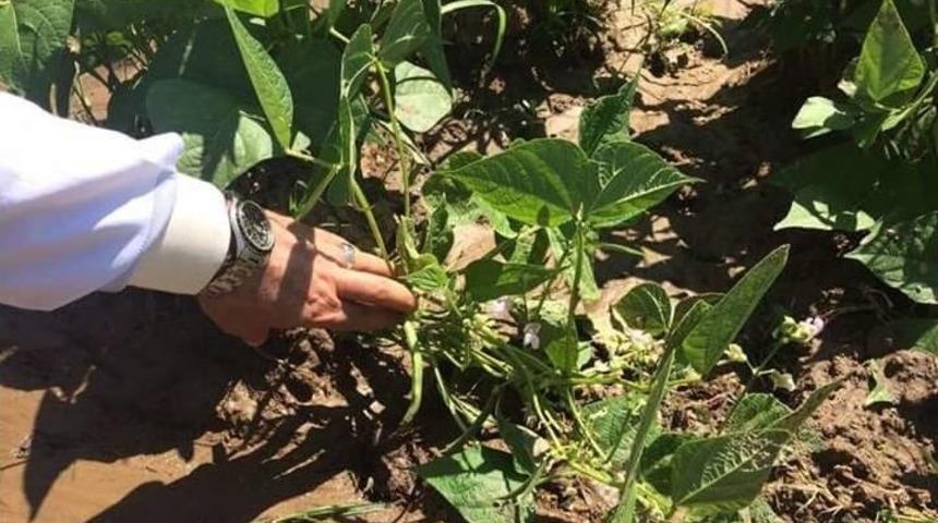 &Ccedil;anak&ccedil;ı Fasulyesinin Can Suyu B&uuml;y&uuml;kşehirden