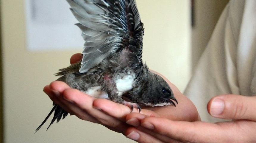 Bitkin Haldeki Ebabil Kuşuna 112 Ekipleri Sahip Çıktı