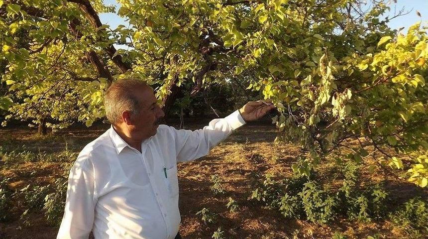 Susuzluktan Kayısı Ağa&ccedil;ları Ve Ekinlerin Kuruduğu İddiası