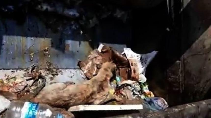 Yaralı K&ouml;peği &Ccedil;&ouml;p Kamyonuyla Kurtardılar