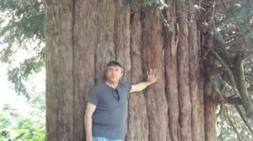 T&uuml;rkiye&rsquo;nin En Yaşlı D&uuml;nyanın 4. Yaşlı Ağacının Tanıtımını Vali &Ccedil;ınar Yapacak