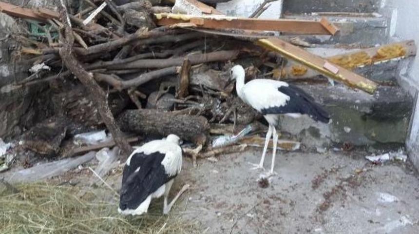 Leylek Yavruları Koruma Altına Alındı