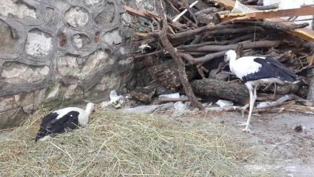 Leylek Yavruları Koruma Altına Alındı 1