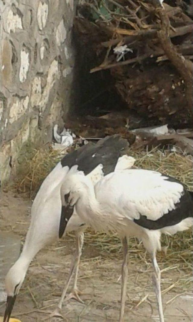 Leylek Yavruları Koruma Altına Alındı 2