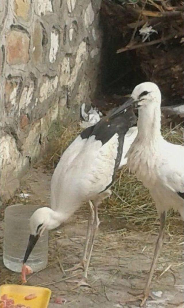 Leylek Yavruları Koruma Altına Alındı 3
