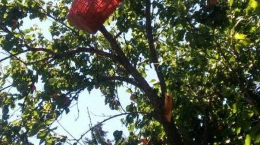 Kayısı Ağacından D&uuml;şerek Yaşamını Yitirdi