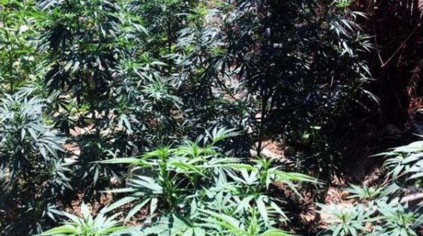 Hint Keneviri Yetiştiren Site &Ccedil;alışanı Tutuklandı