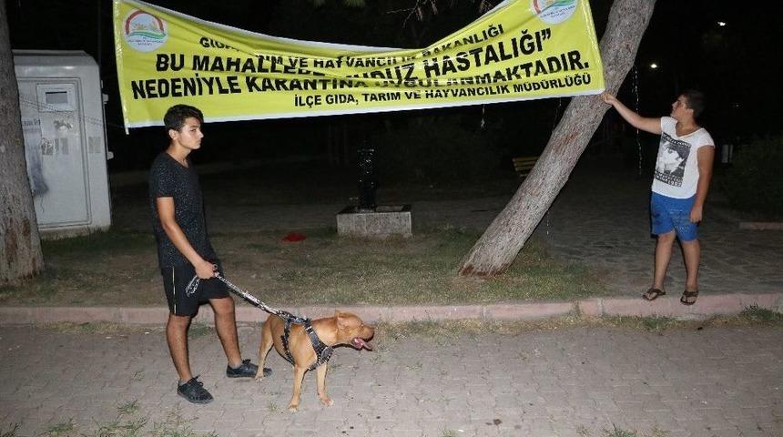 Adana&rsquo;da, &lsquo;kuduz&rsquo; Karantinası