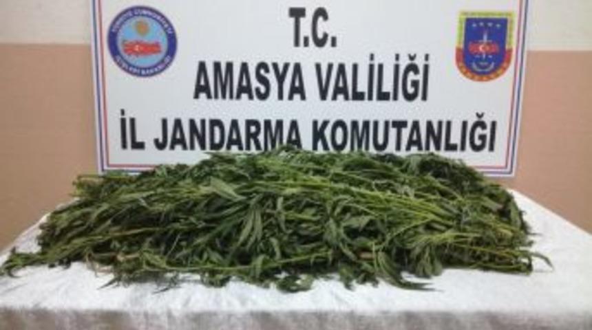 Jandarma Bunları Serada Buldu