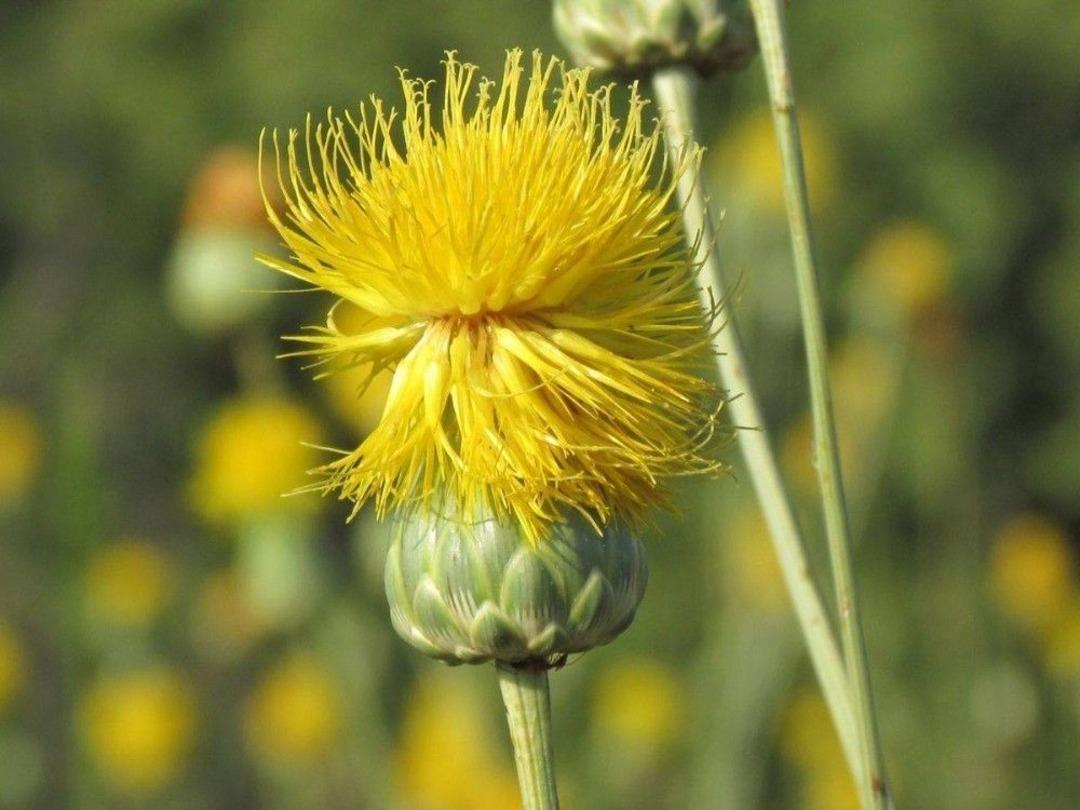 T&uuml;ll&uuml;şah Projesi İle Yeni Bir Turizm Merkezi Oluşacak