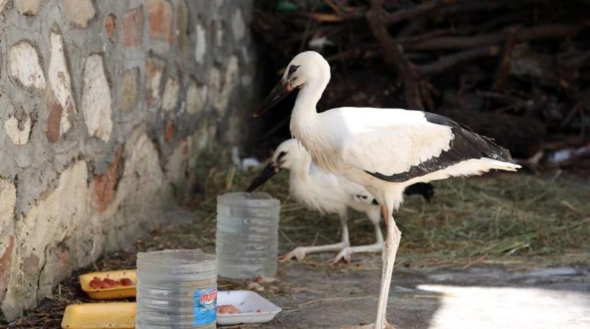 Yavru Leylekler Koruma Altına Alındı