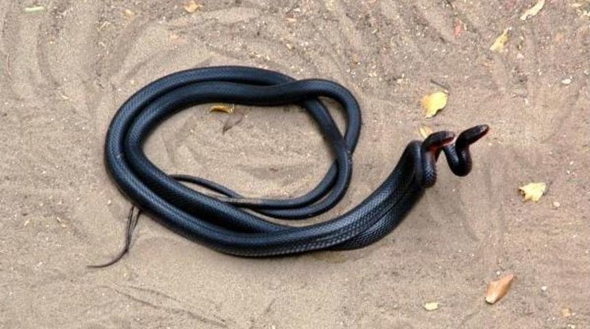 Likya'nın Başkenti Patara'da Doğanın Şaşırtan Y&uuml;z&uuml;