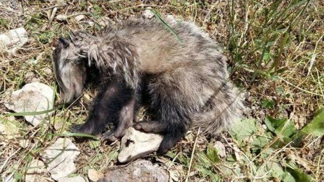 Likya'nın Başkenti Patara'da Doğanın Şaşırtan Yüzü