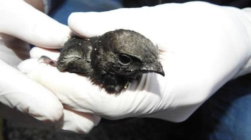 Evinin &Ccedil;atısında Ve Bah&ccedil;esinde 3 Ebabil Kuşu Buldu