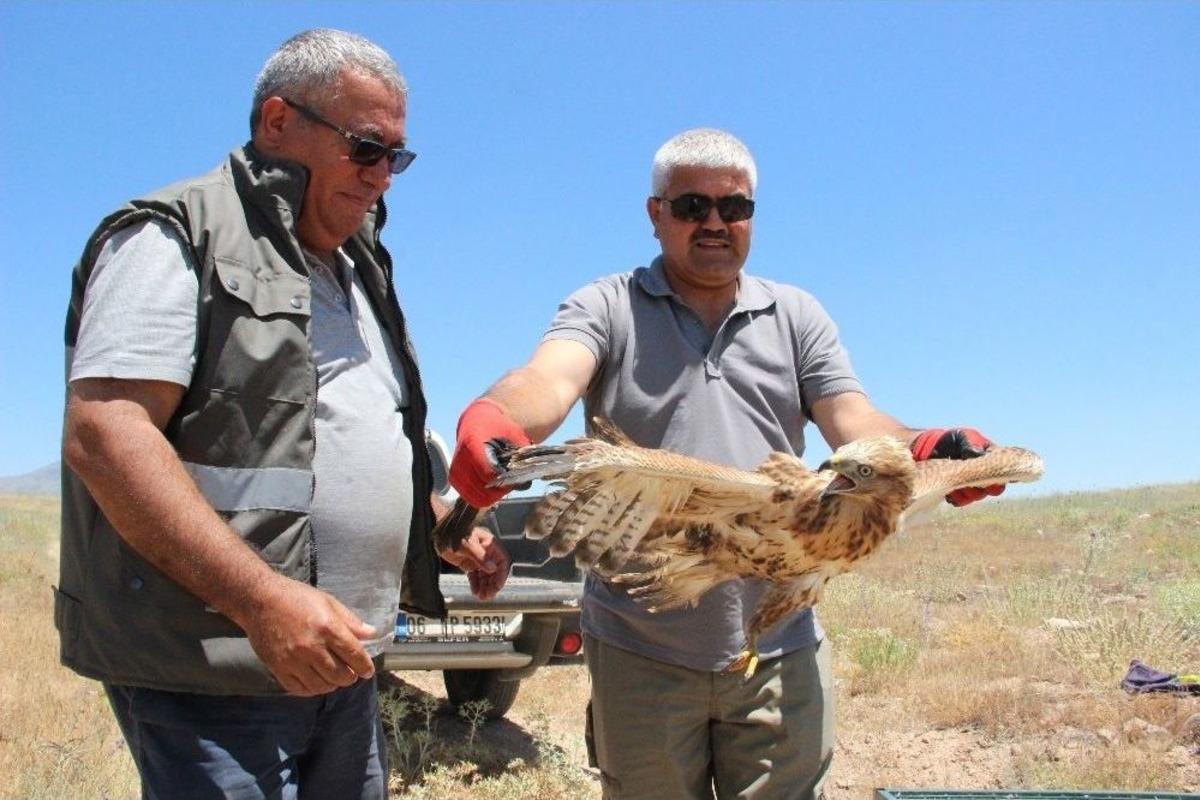 Yavru Kızıl Şahinler B&uuml;y&uuml;yerek &Ouml;zg&uuml;rl&uuml;ğe Kanat &Ccedil;ırptı