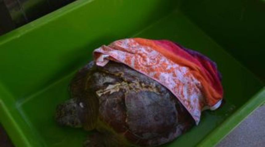 Tekne Pervanesinin Yaraladığı Caretta Caretta Tedavi Altına Alındı