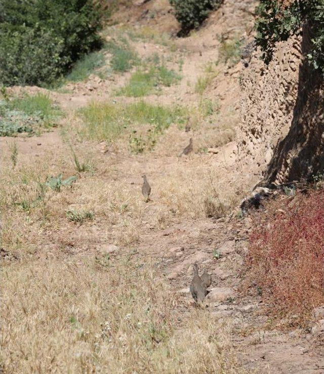 Tunceli’de Doğaya Bin Keklik Bırakıldı