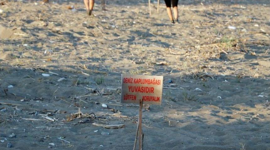 (&ouml;zel Haber) Caretta Carettalar Mersin Sahillerine Yumurta Bırakmaya Başladı