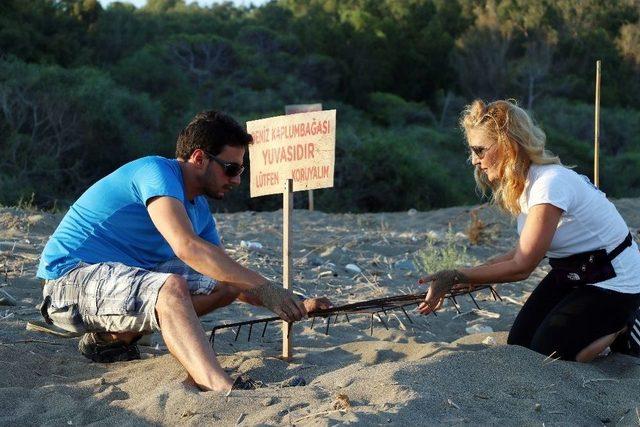 (&ouml;zel Haber) Caretta Carettalar Mersin Sahillerine Yumurta Bırakmaya Başladı 1