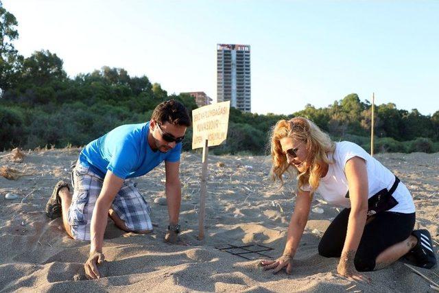 (&ouml;zel Haber) Caretta Carettalar Mersin Sahillerine Yumurta Bırakmaya Başladı 2