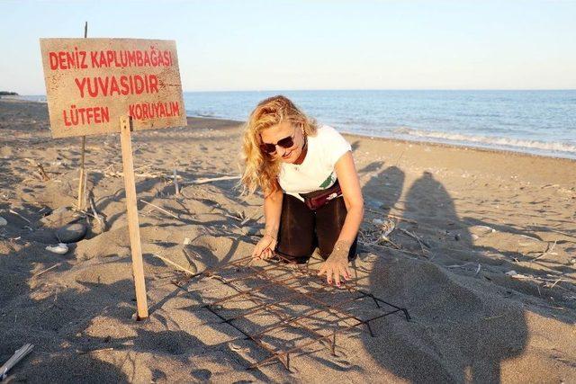 (&ouml;zel Haber) Caretta Carettalar Mersin Sahillerine Yumurta Bırakmaya Başladı 3