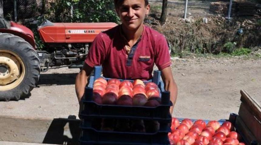 Raf &Ouml;mr&uuml; 6 G&uuml;n Olan Şeftalide &Uuml;retim Rekoru Kırıldı