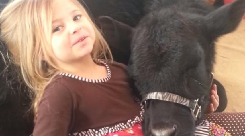 Annesinden habersiz eve buzağı alan muhteşem minik