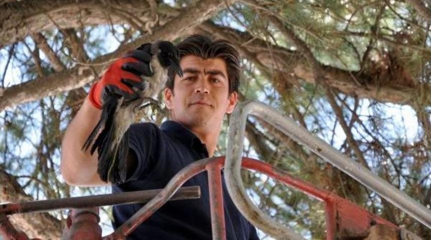 Ağaca Takılan Kargayı Itfaiye Kurtardıı