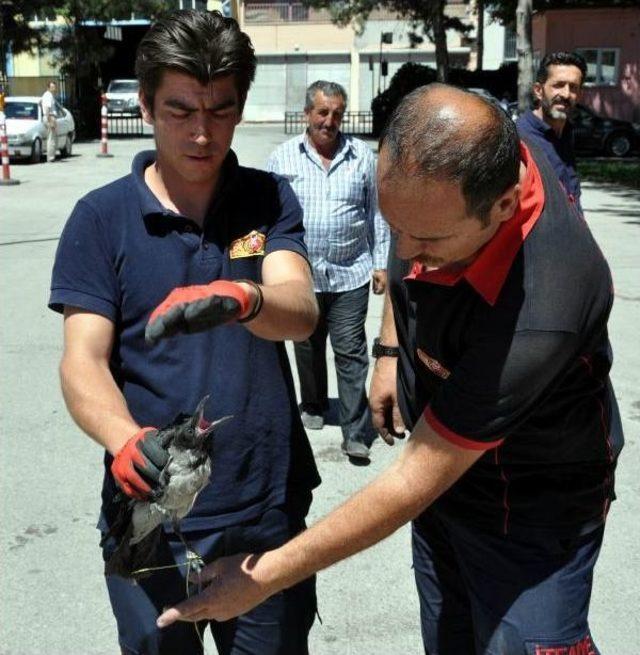 Ağaca Takılan Kargayı Itfaiye Kurtardıı 1