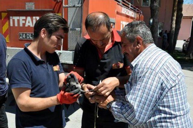 Ağaca Takılan Kargayı Itfaiye Kurtardıı 2