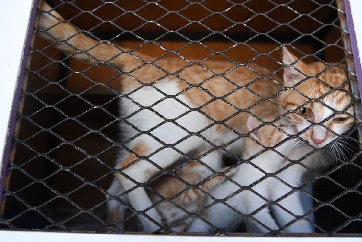 Konyaaltı&rsquo;nda Sokak Hayvanları İ&ccedil;in Vantilat&ouml;r