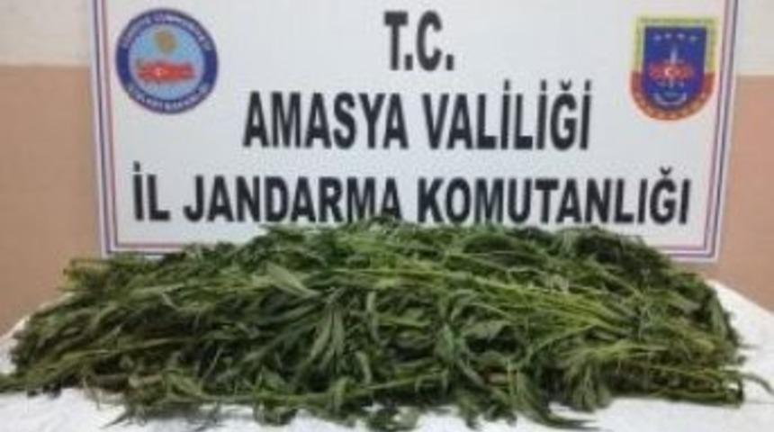 Amasya&rsquo;Da Serada Kenevir Ve Kubar Esrar &Ccedil;ıktı