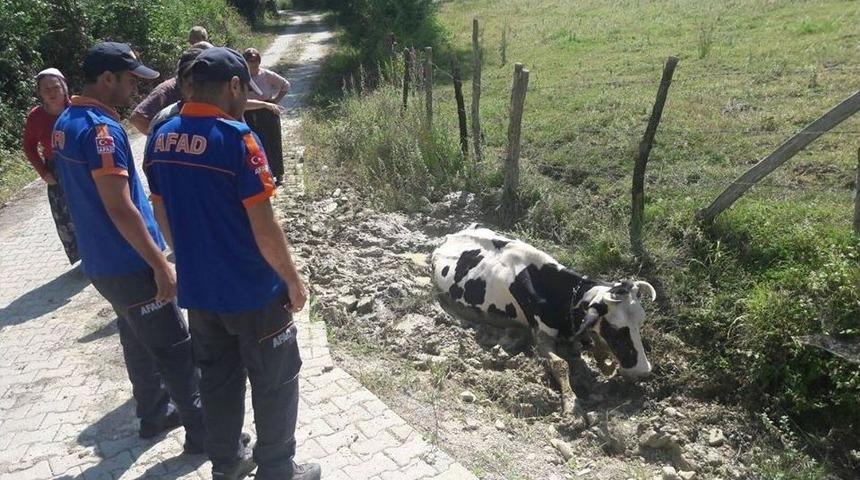 Afad &Ccedil;amura Saplanan İnek İ&ccedil;in Seferber Oldu