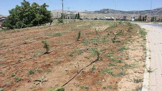 Dinar’da Peyzaj Çalışmaları