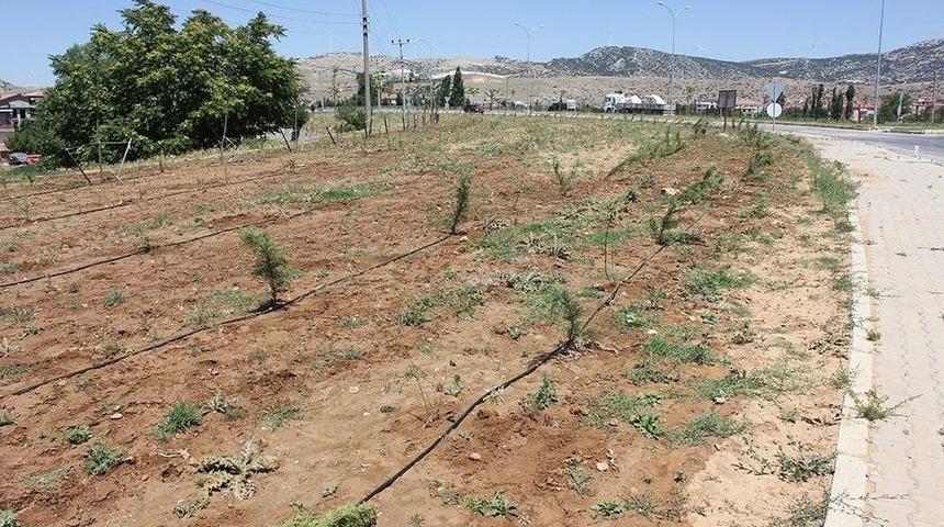 Dinar’da Peyzaj Çalışmaları