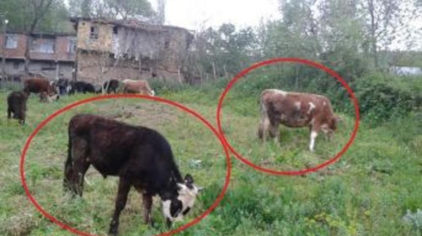 Samsun&rsquo;da 3 B&uuml;y&uuml;kbaş Hayvan &Ccedil;alındı