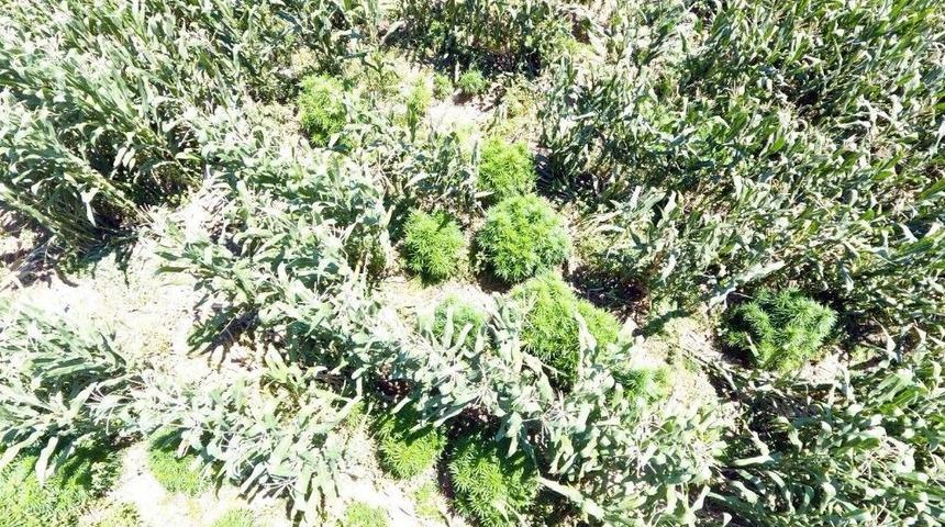 Mısır Tarlasından 230 K&ouml;k Hint Keneviri &Ccedil;ıktı