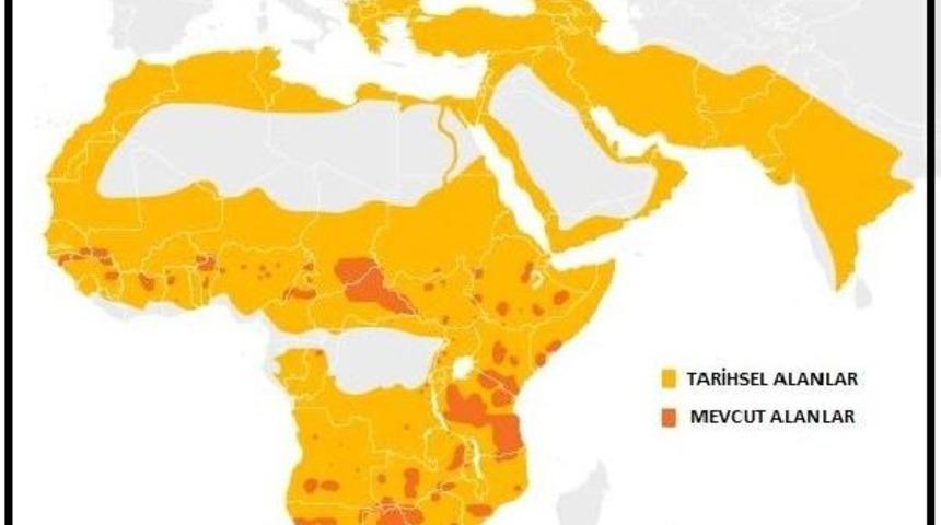 Bilimadamları: D&uuml;nya Altıncı Kitlesel Yok Oluşa Doğru Ilerliyor