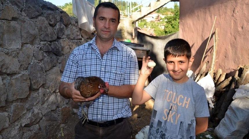 Yeşil Yumurta Yumurtlayan Tavuk Şaşırttı