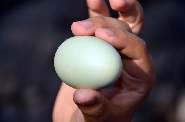 Yeşil Yumurta Yumurtlayan Tavuk Şaşırttı