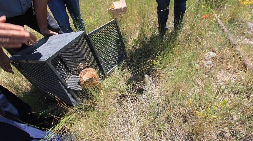 Tedavileri Tamamlanan Kuşlar Doğaya Bırakıldı