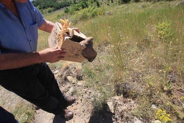 Tedavileri Tamamlanan Kuşlar Doğaya Bırakıldı